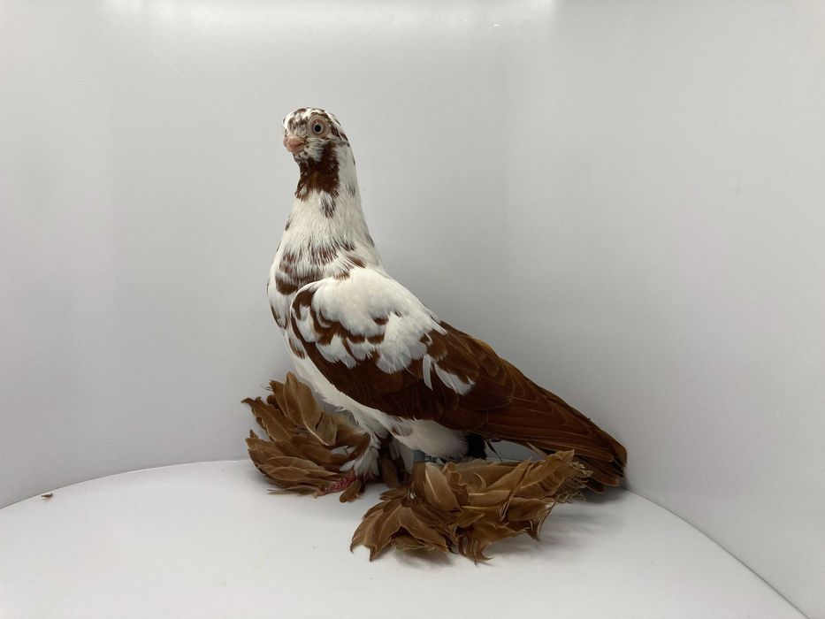 Motyl warszawski czerwony para rozpłodowa