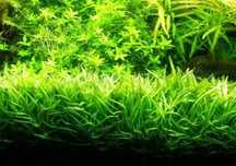 Rośliny do akwarium - Trawa trawnik Lilaeopsis mauritiana