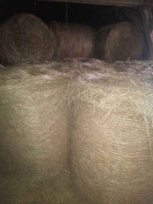 Sprzedam siano tegoroczne