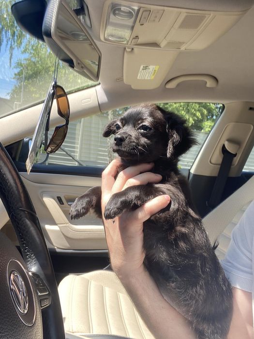 Чіхуа гарна дівчинка