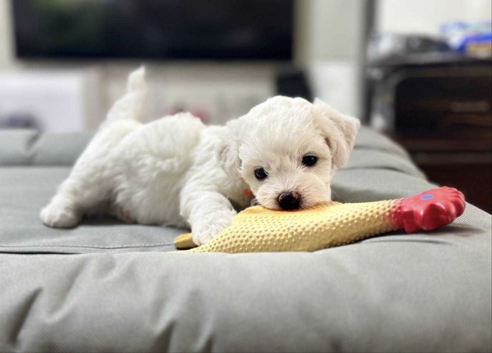 Bichon Frise FCI rodowód