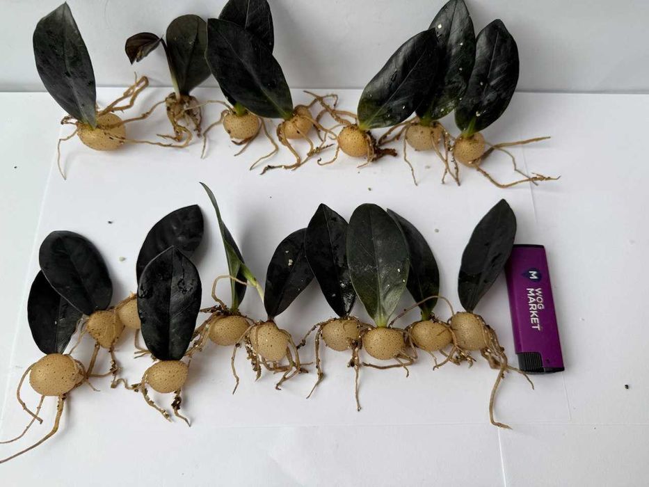 Заміокулькас Равен/Raven вкорінені дітки