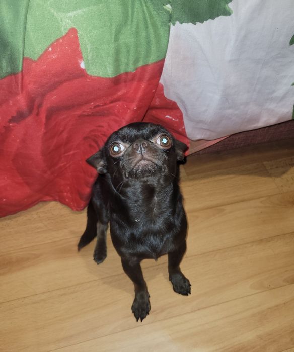 Джентльмен ищет даму