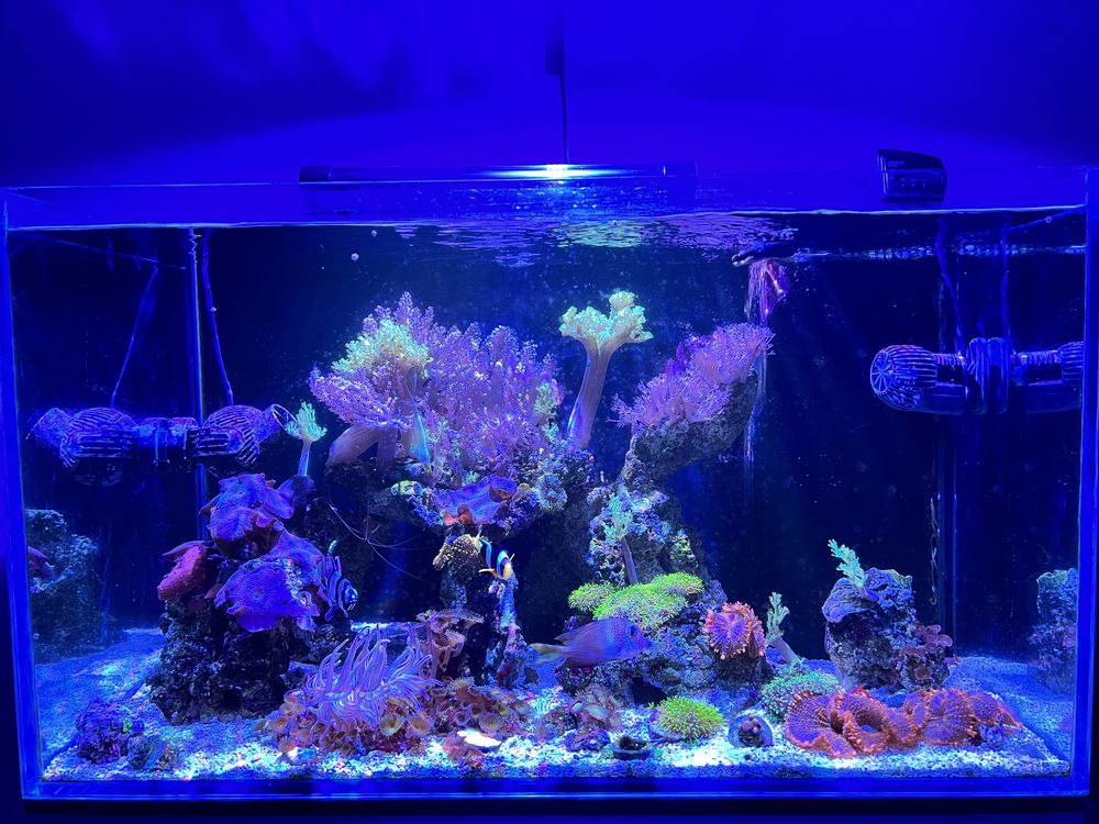 Prime 16 HD Reef