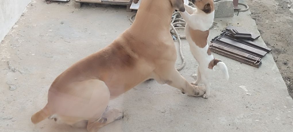 Jack Russel femea