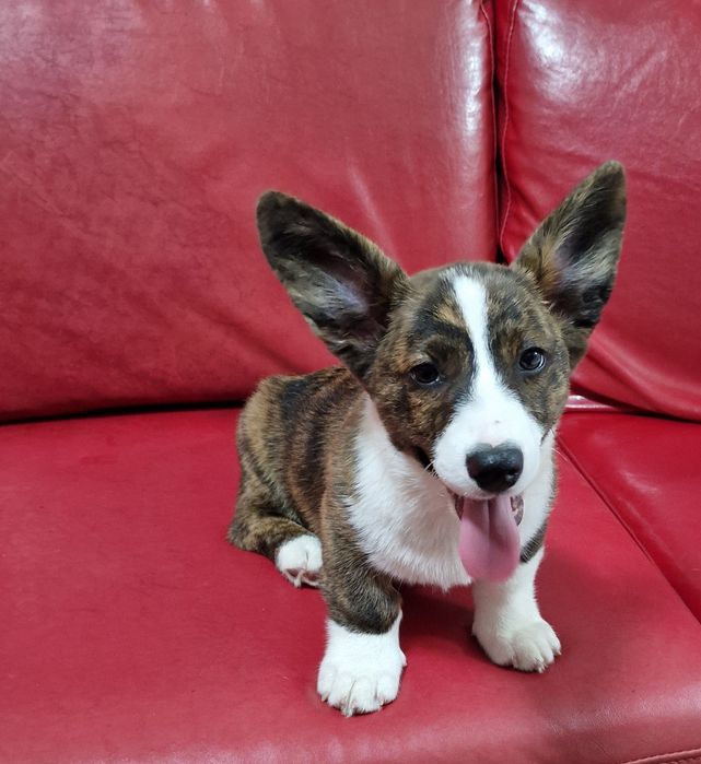 Welsh Corgi cardigan de excelência