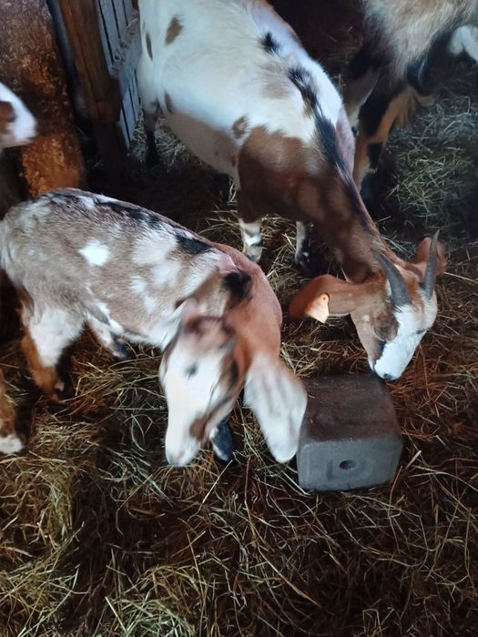 Sprzedam Koziołka miniaturkę