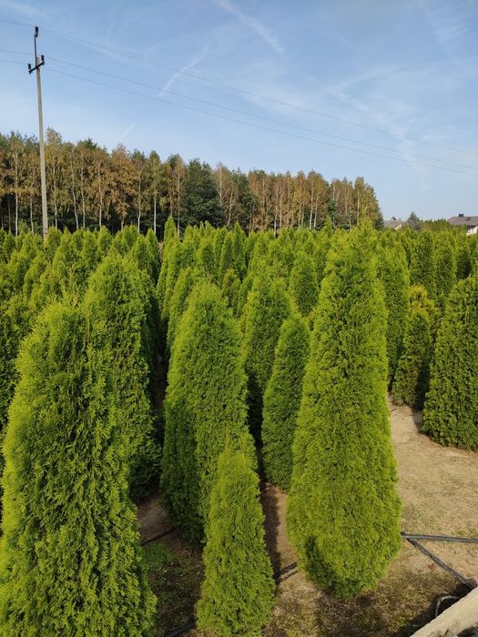 Tuje tuja szmaragd wysokość 280 cm w cenie 150 zł