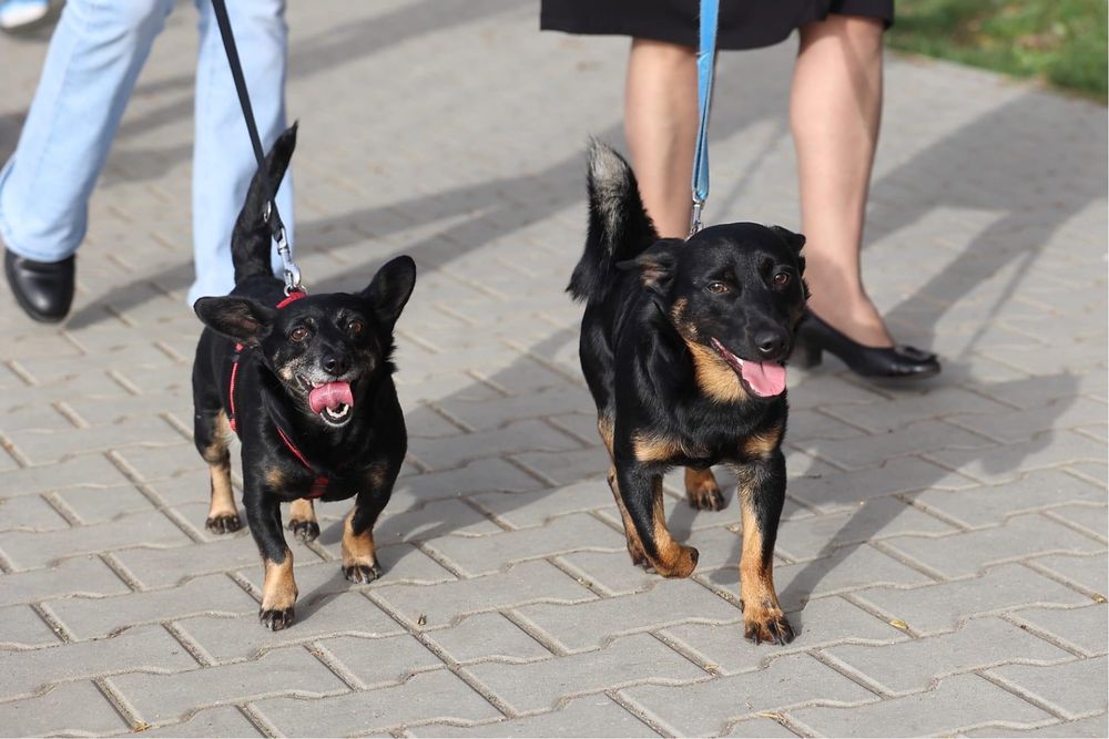 Mały 6 kilogramowy podrośnięty szczeniak czeka na odpowiedzialny dom