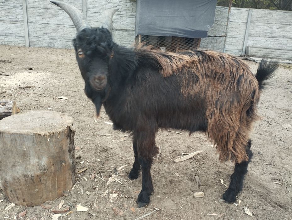 Козлик 9 місяців