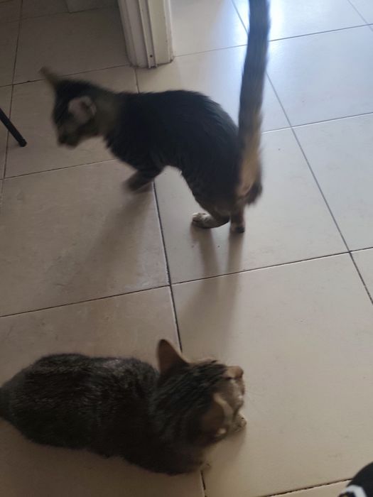 Urgente... Doação de duas gatas