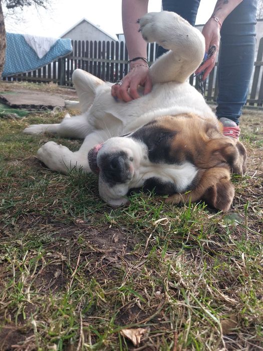 Bernardyn suczka krótkowłosa Florida CENA TYLKO NA WEEKNED