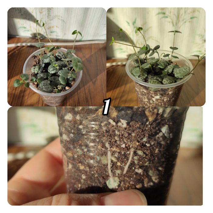 Церопегія Вуду( Ceropegia woodii)