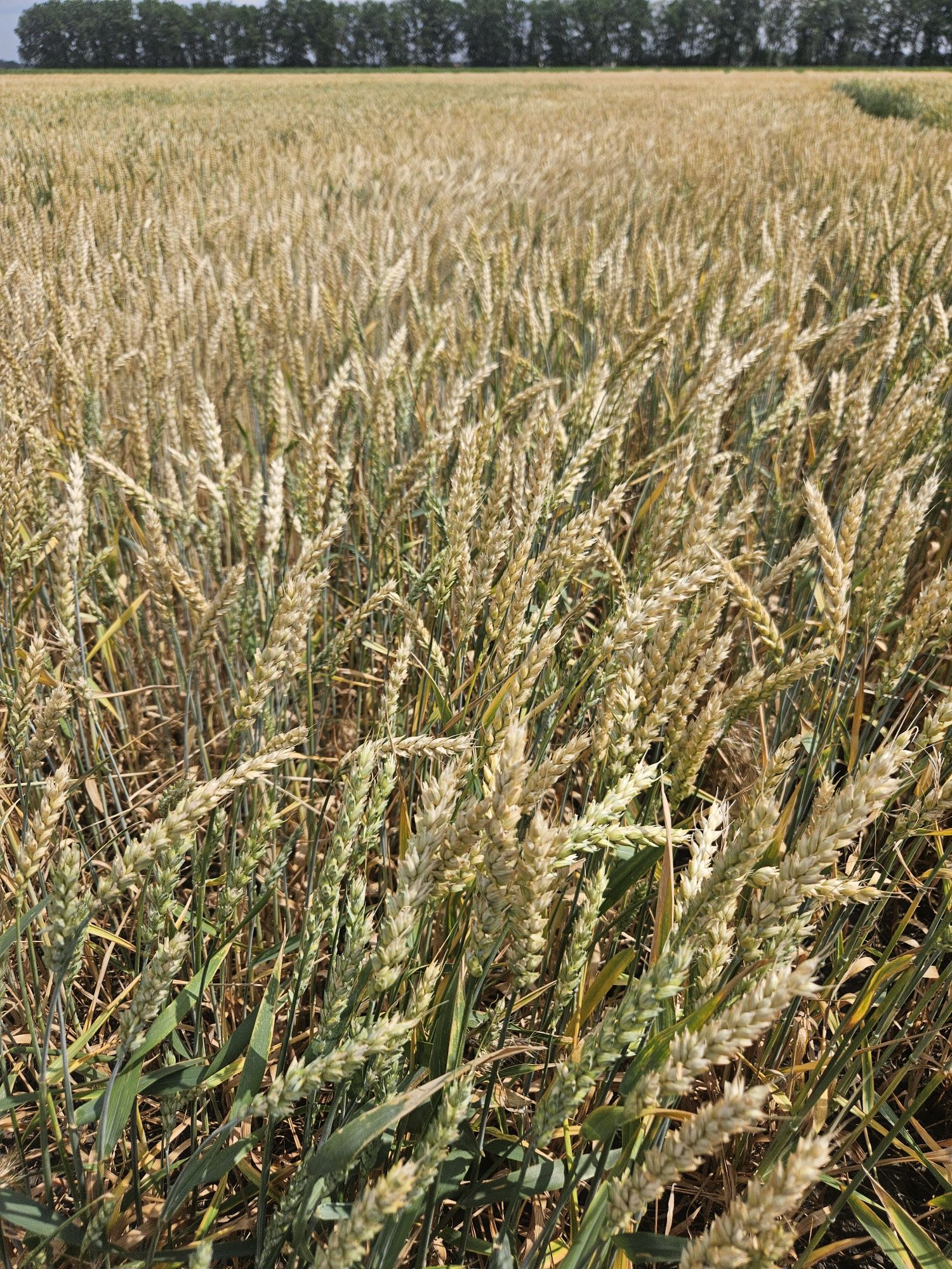 Продам Насіння Озимої Пшениці та Ячменю