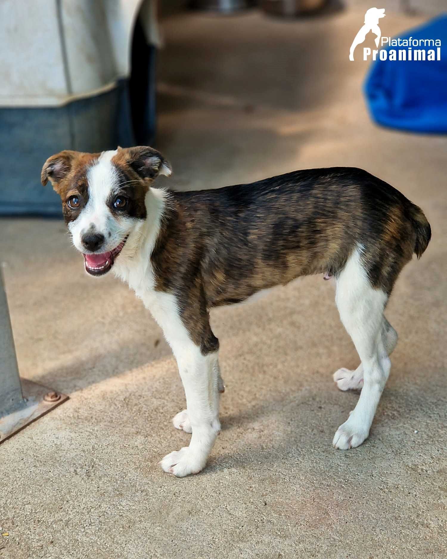 PIPO - Cãozinho Bebe para Adoção