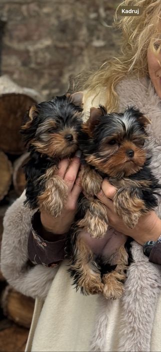 Malutkie Yorkshire Terrier FCI
