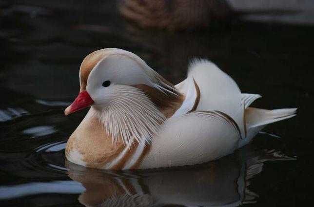 Patos ornamentais