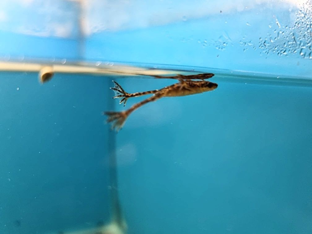 Karlik szponiasty/ żaby wodne akwariowe