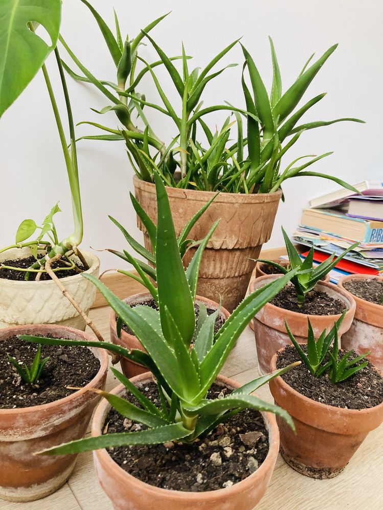 Ceramiczne Doniczki z aloesami aloes zwyczajny aloe vera