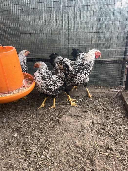 Віандот когути 6 м