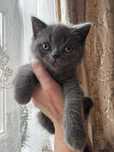 Продам британских котят