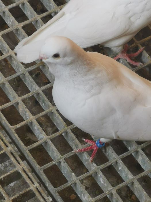 Pombo Mariolinha
