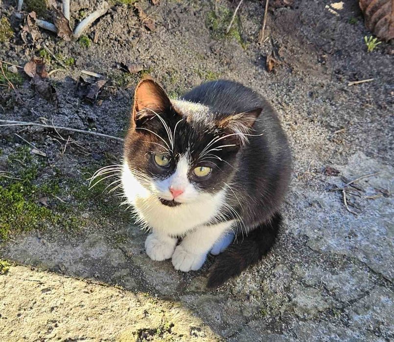 Кошенята дівчинка і хлопчик, безкоштовно, в добрі руки