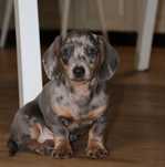 Jamnik Sunia Merle Lilac