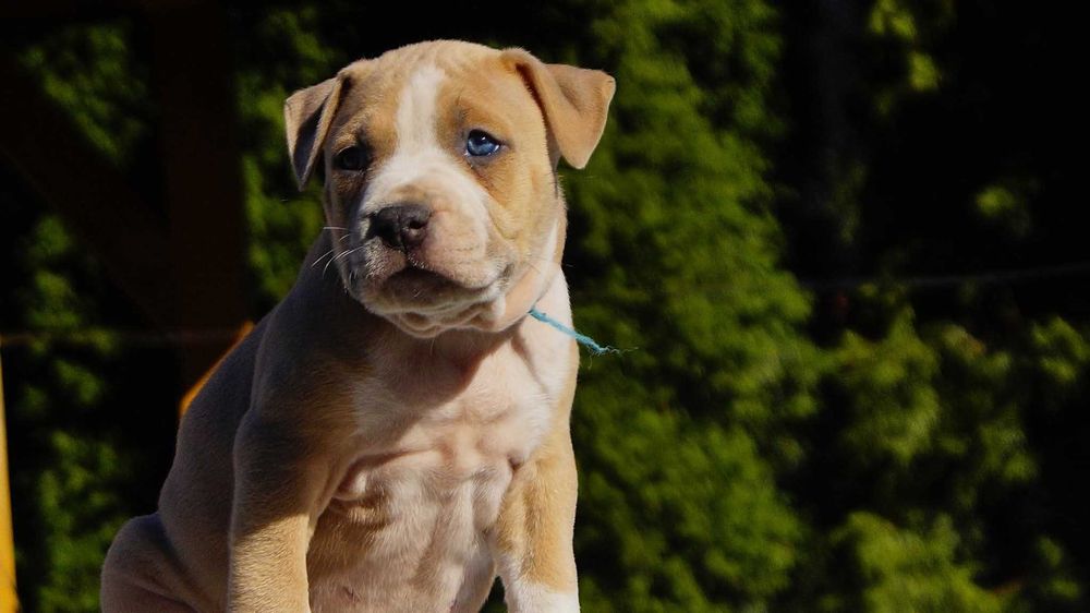 Lary, mocny samiec Amstaff,  szczeniak z rodowodem,  kopia ojca!