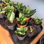 Sansewieria sadzonki