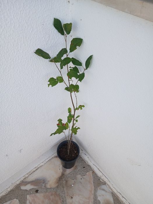 Macieira  ja adubada pronta para por na terra.