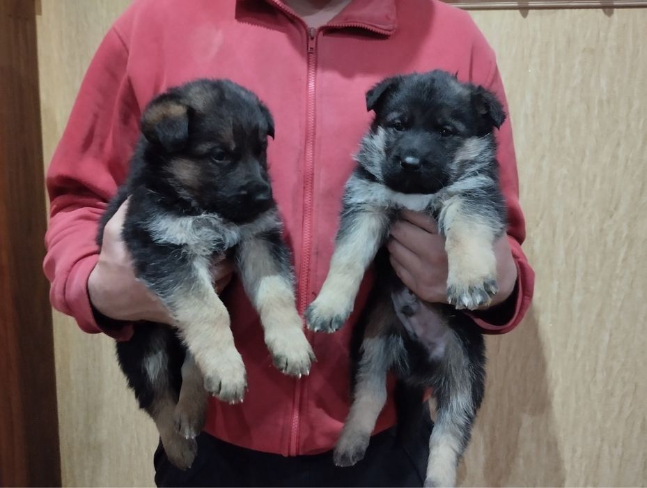 Продам цуценят Німецької вівчарки