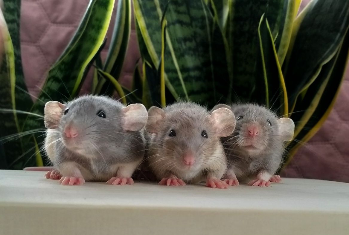 dumbo szczur, standard domowa hodowla samce i samice