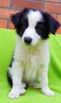 Border collie szczeniak suczka
