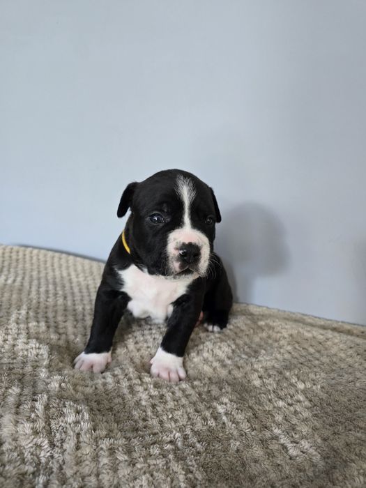 American Staffordshire Terrier FCI samiec