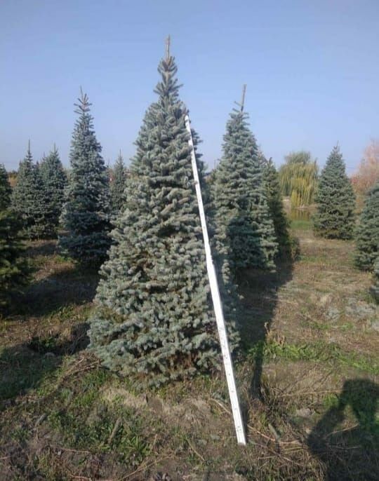 Ялинки Голубі, Ялинки зелені, Хупсі, Сербська, Коніка, Глаука, Кейбаб