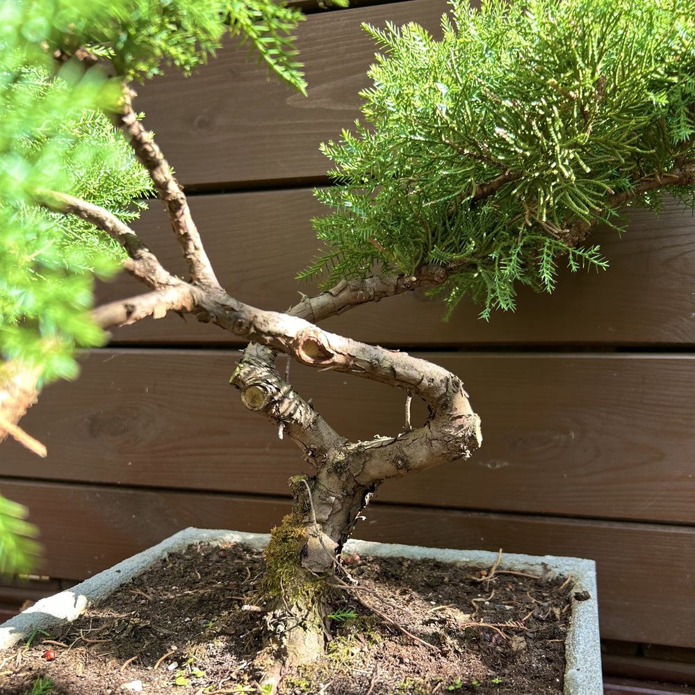 Donica betonowa bonsai jałowiec