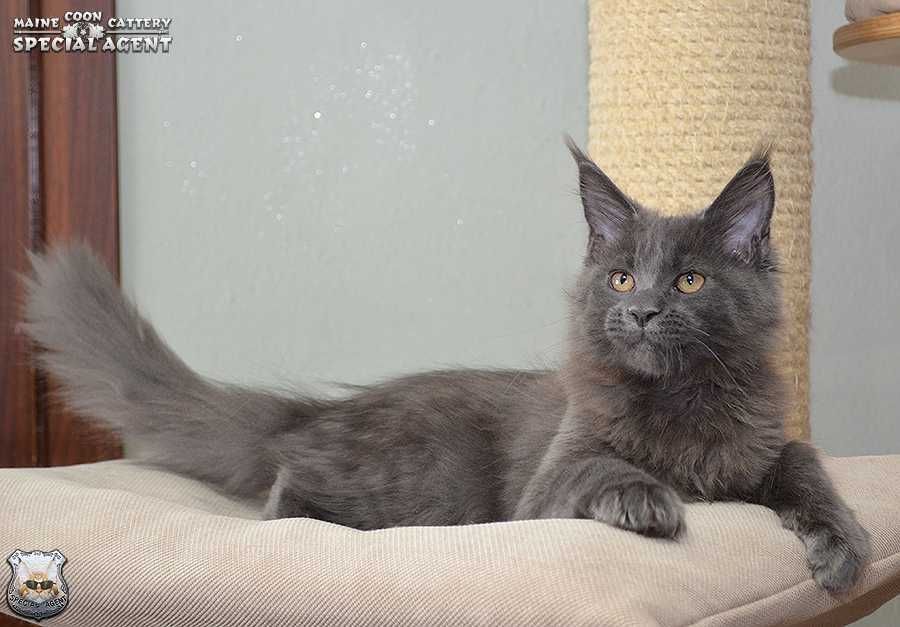 Niebieski kocurek Maine Coon FPL / FIFe; przebadani rodzice