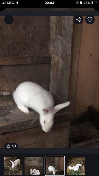 Coelho branco da Florida