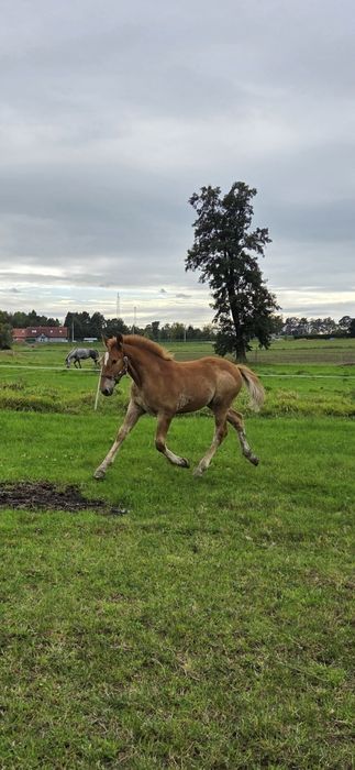 Klaczka kasztanka pogrubiona