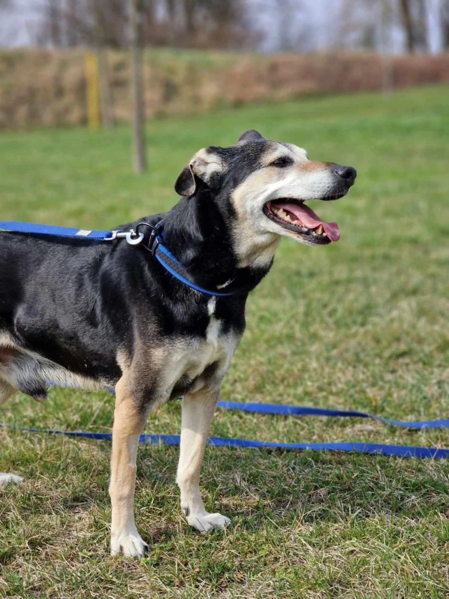 Staruszek Cywil do adopcji!