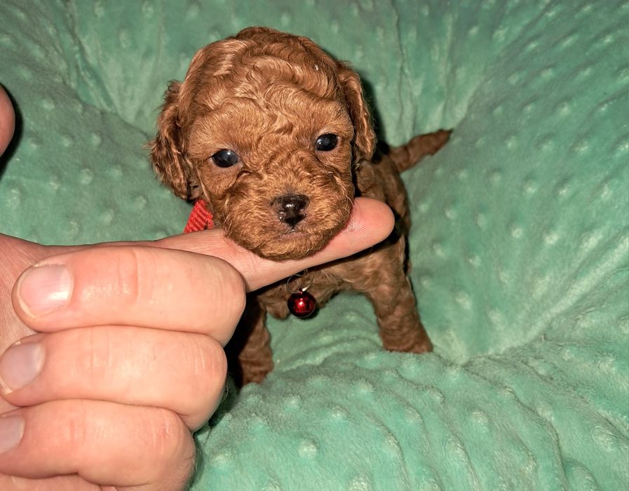 Suczka pudel toy FCI Redbrown