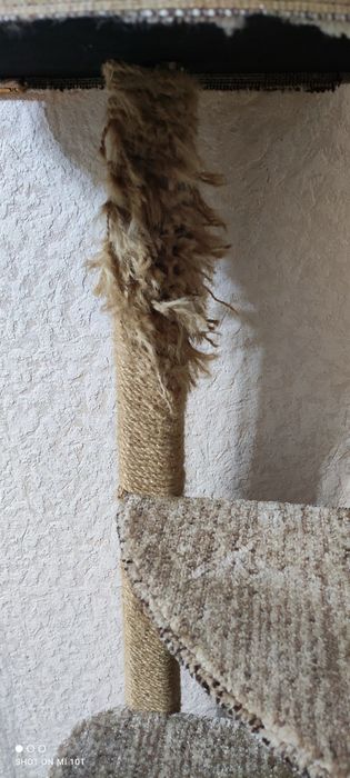 Кошачья когтеточка.