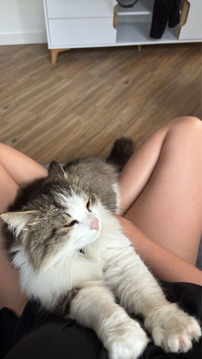 Indywidualna opieka nad psem lub kotem