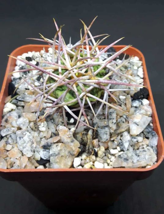 Пропоную екзотичні рослини