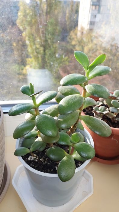 Грошове дерево толстянка