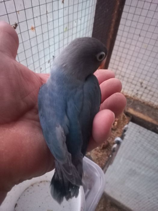 Sprzedam młodą Papugę Nierozłączkę Czerwonoczelną  z 2025r