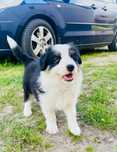 Border Collie FCI tricolor trikolor FCI/ ZKWP