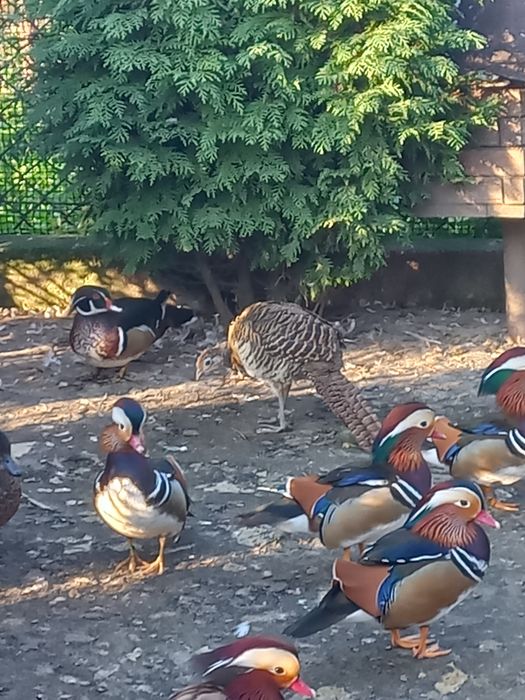 Kaczki mandarynki i karolinki
