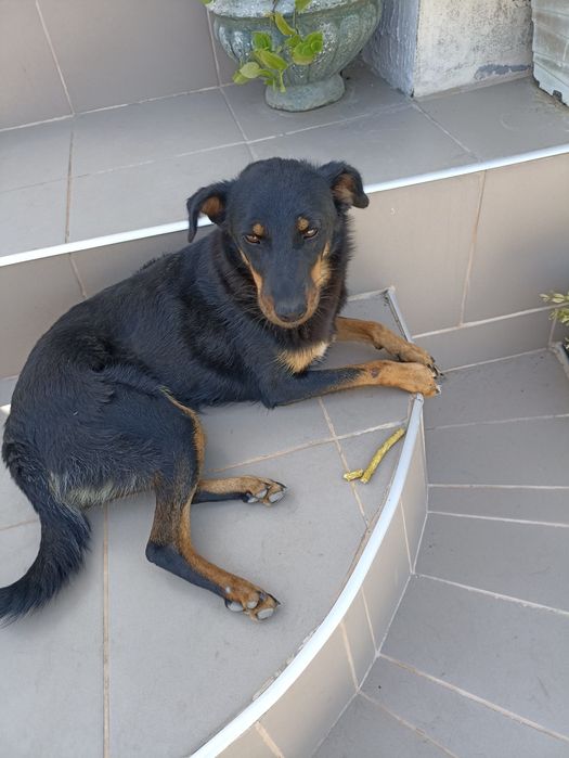 Нужен корм для животных